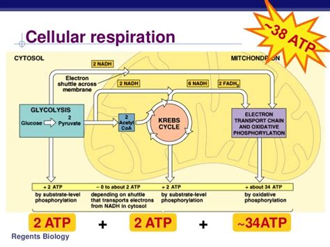 To act as a receptor for carbon dioxide molecules. . Cellular respiration quizlet